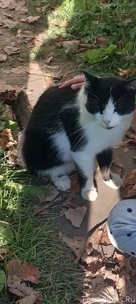 Всем добрый день! Пропал кот, ...