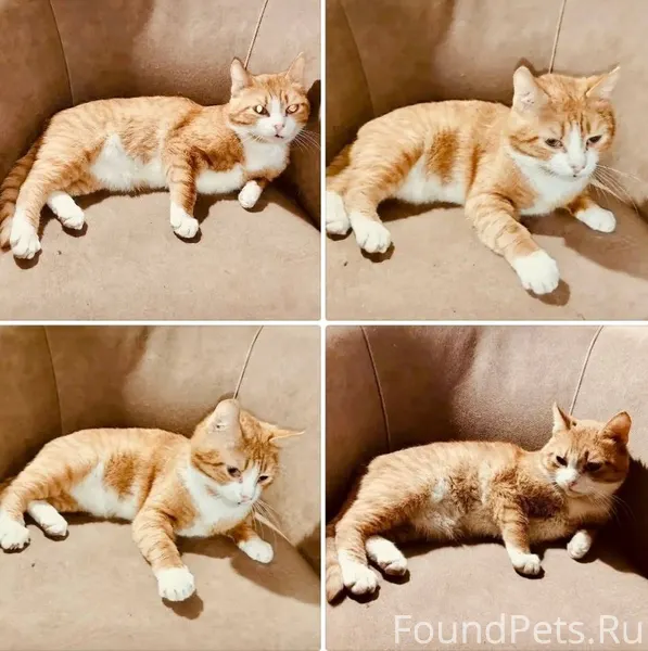 1. Возьму в добрые рука кота.....