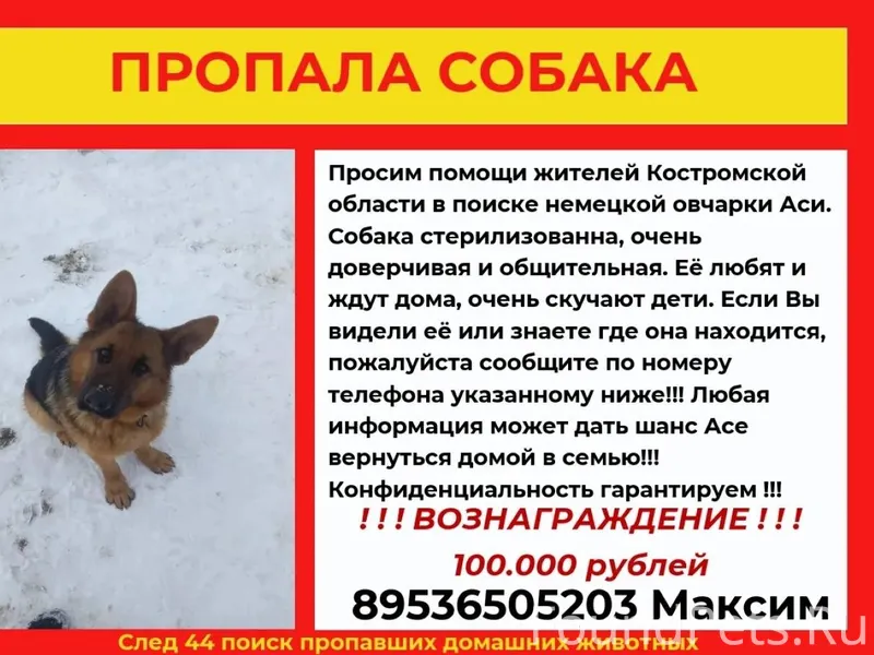 КОСТРОМА ПРОПАЛА СОБАКА ОВЧАРК...