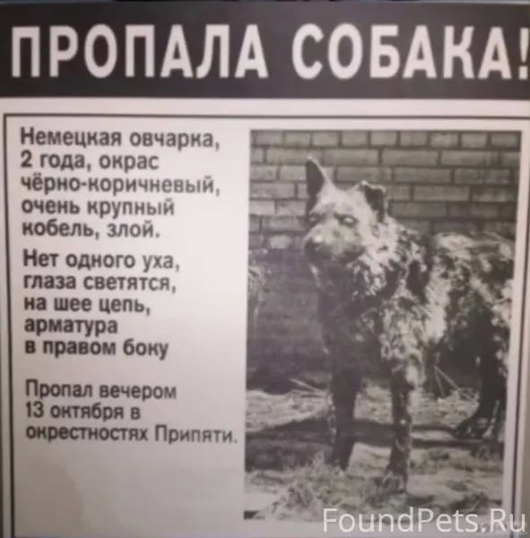Потерял собаку,помогите найти