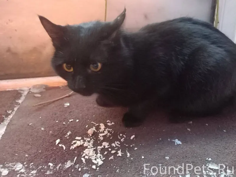 Кот Барсик живёт на предприяти...