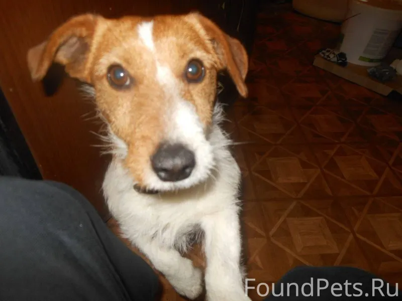 Пропал пес по кличке Майкл, вы...