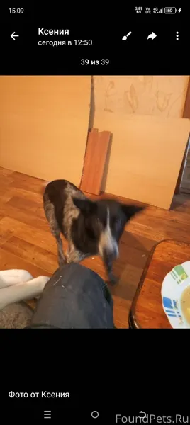 Потерялся щенок в селе Каликин...