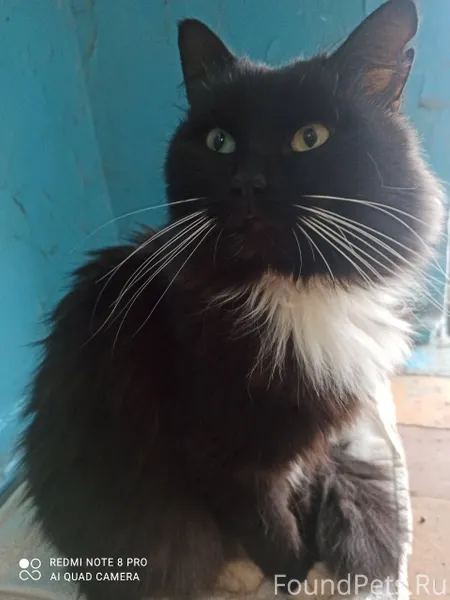 Добрый день! Кто потерял кота?...