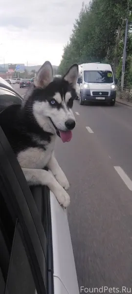 Потерялся верный друг, породы ...