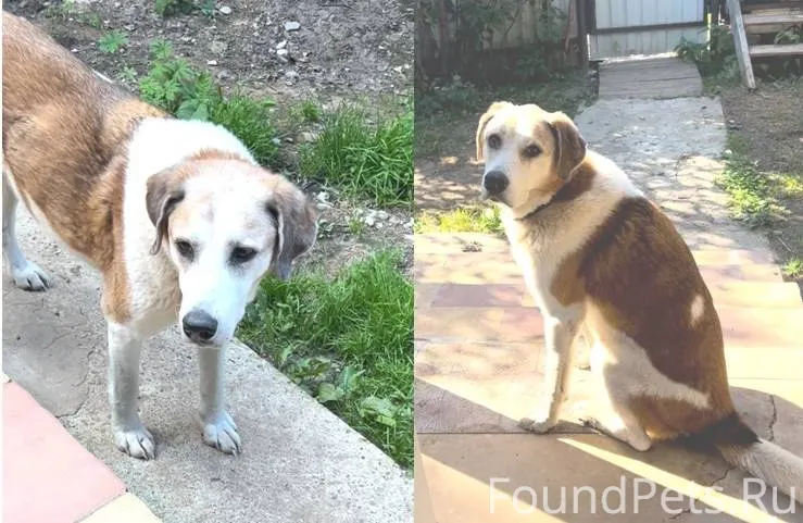Потерялся пёс 15 лет, метис РП...