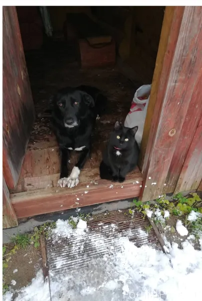 Уважаемые жители! Пропал кот. ...