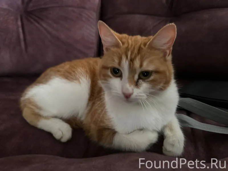 Найдена кошка, домашняя, ищем ...