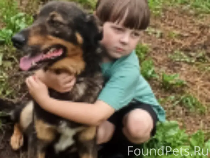 Пропала собака деревня Верхоли...