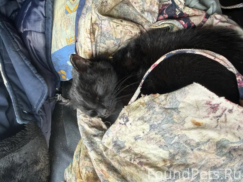 В районе д. Барыбинка Тульская...