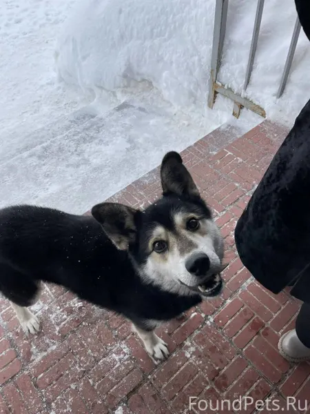 С. Берсеневка прибился пес на ...