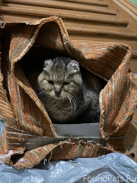 Всем добрый день! Найдена кошк...