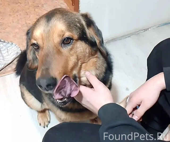 Серов! На Проспекте найдена со...