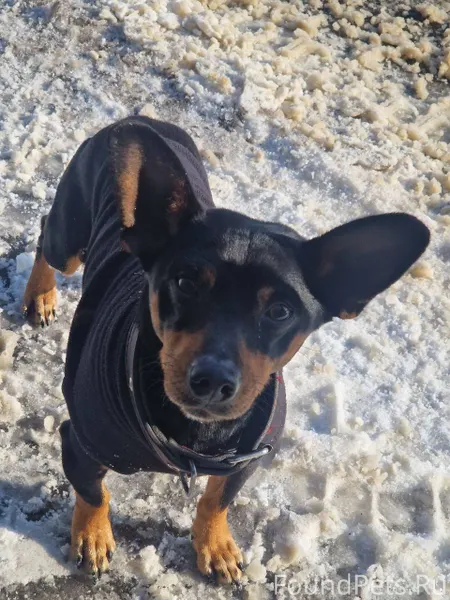 Был найден пес в Индустриально...