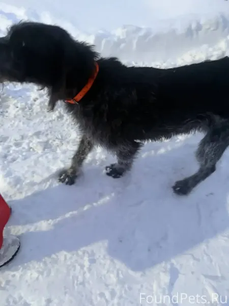 Найдена собака дратхаар! Брянс...