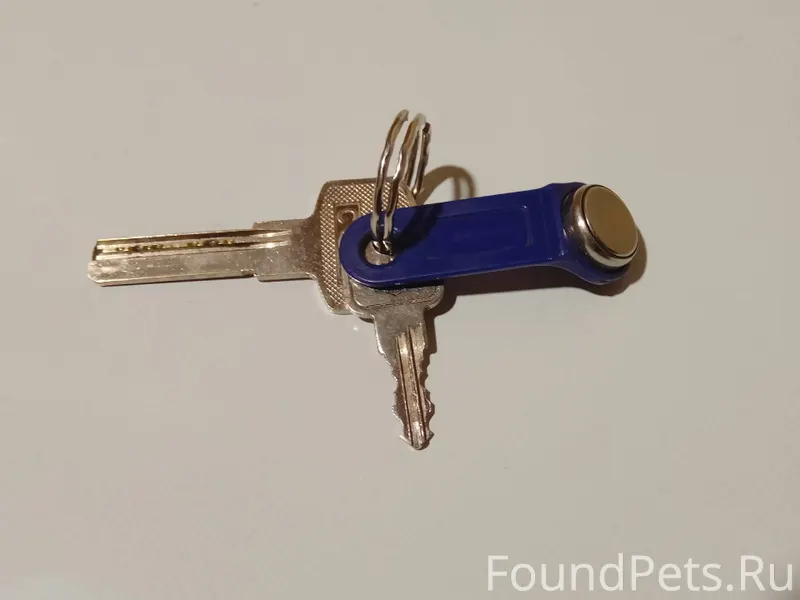 Чья потеряшка? Найдено на улиц...