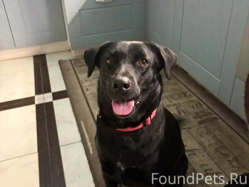 Добрый день потерялись собаки ...