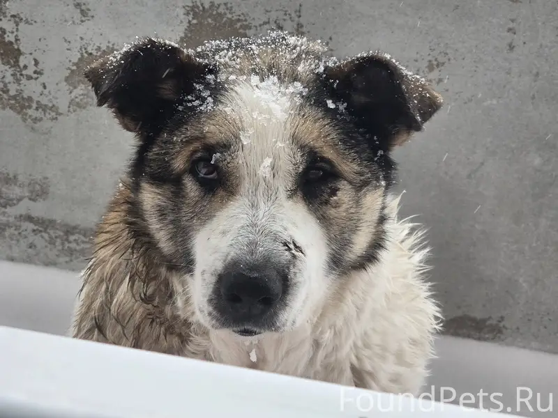 Найдена собака. Очень воспитан...