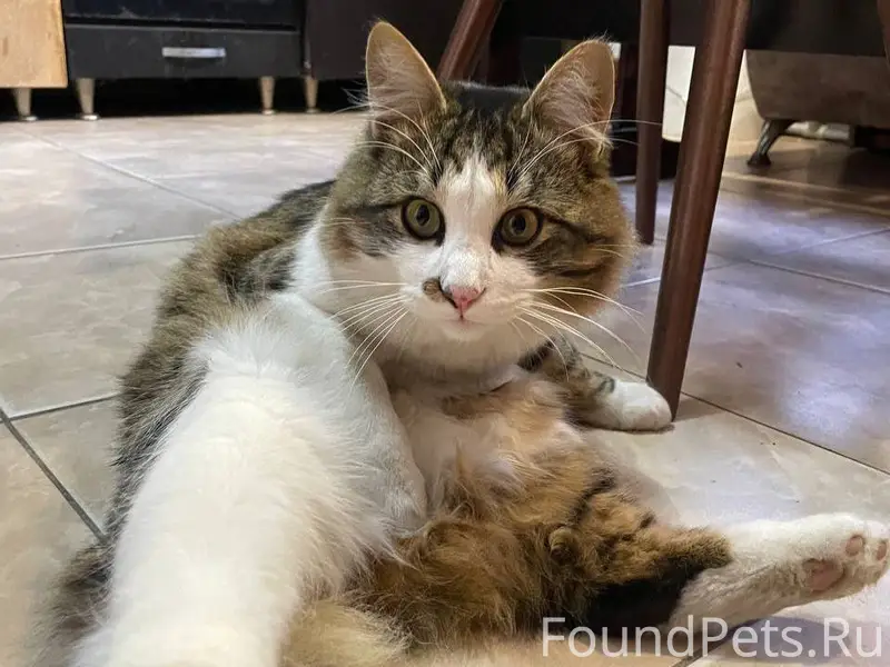 ПОМОГИТЕ НАЙТИ КОТИКА! район у...