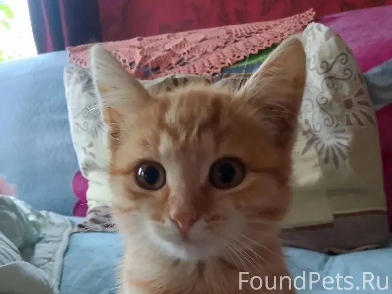 Пропала кошечка в районе улицы...