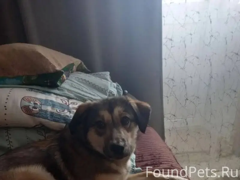 Найдена собака, умная, ухоженн...