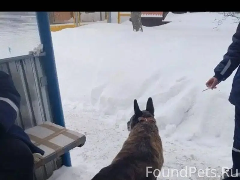 Найдена замечена собака Коломн...