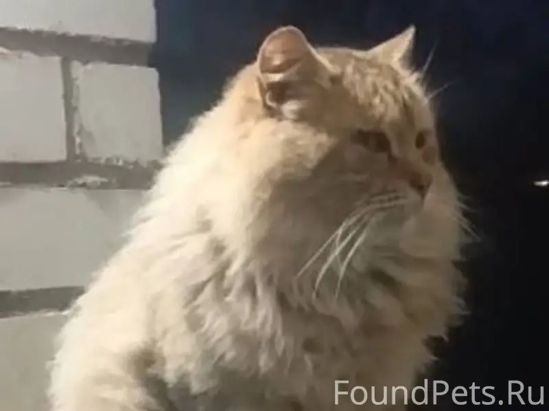 Переславль! Пропал кот, кличка...