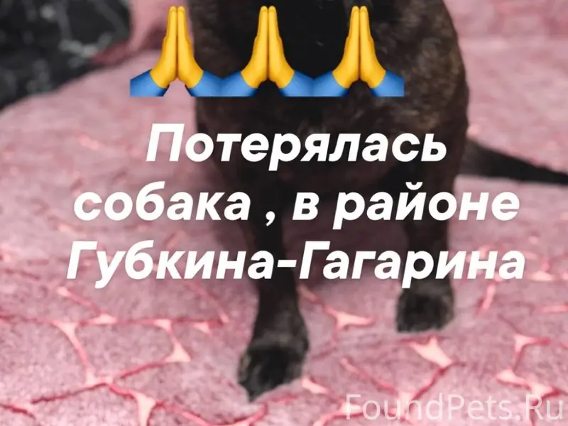 Случилась авария, и собака убе...