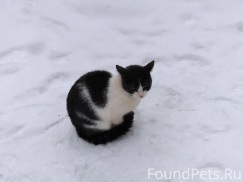 Информационный пост СПб, Калин...