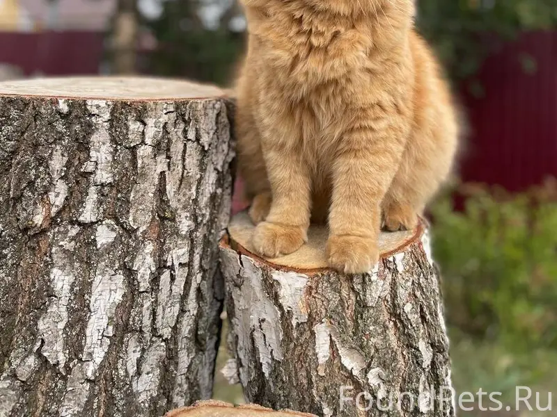 Пропал кот. Если есть любая ин...