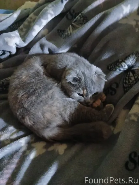 Пропала кошка. Вислоухая. Зову...