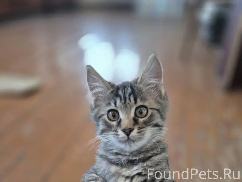 Котенок мальчик по имени Марси...