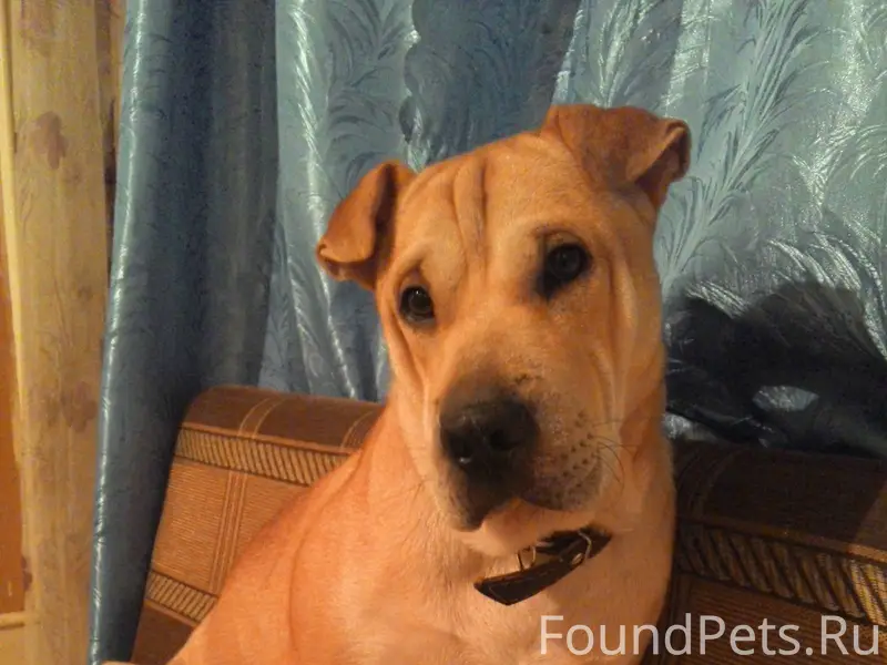 Кто собаку потерял? Находился ...