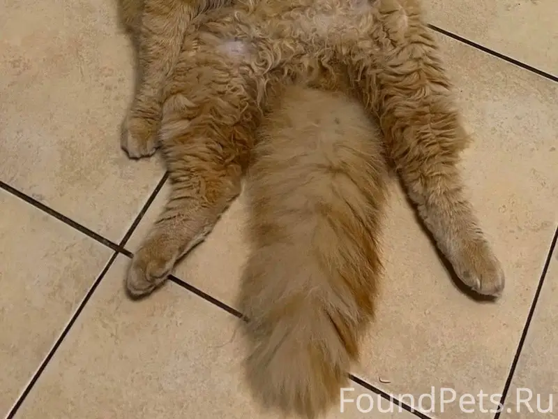 Пропал кот, с улицы 2-я...