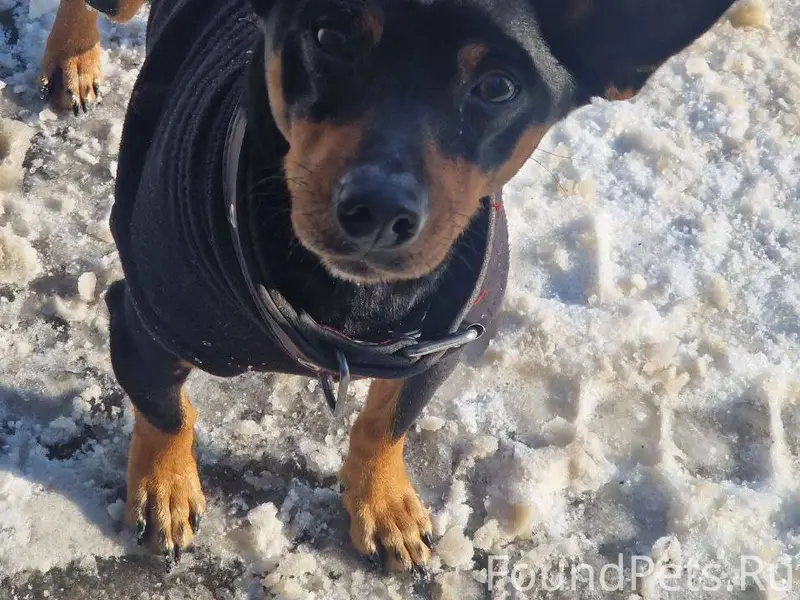 Найдена потеряшка в Индустриал...