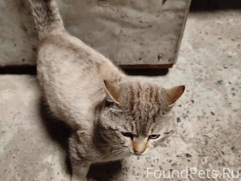 Найден кот. Прибился когда был...
