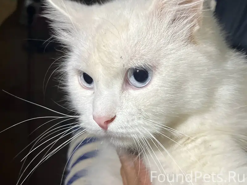 Симферополь Котик ,найденный в...