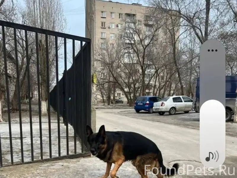 Добрый день , потерялась собак...