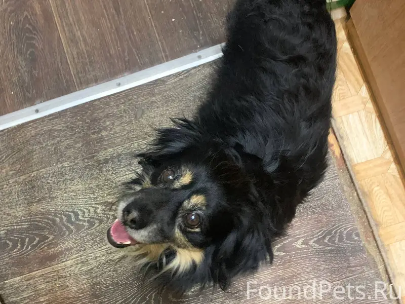 Найден пёс в индустриальном ра...