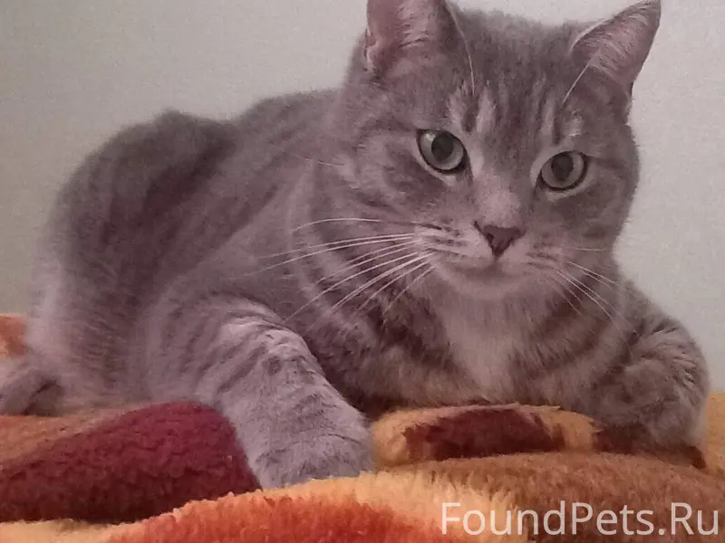 Пропал кот, может кто видел? С...