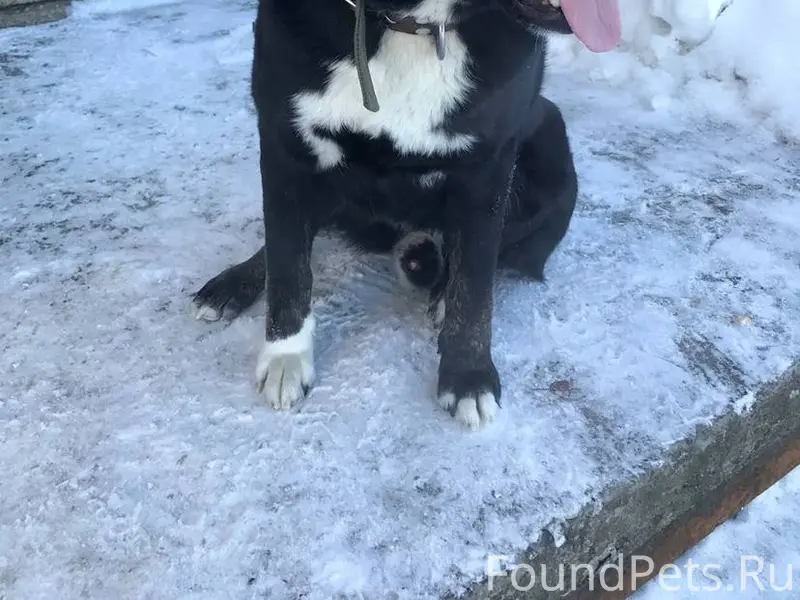 ПОИСК Кукковка. Ровио-Комсомол...