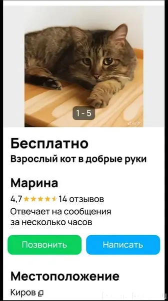 У нас пропал наш кот, кличка.....