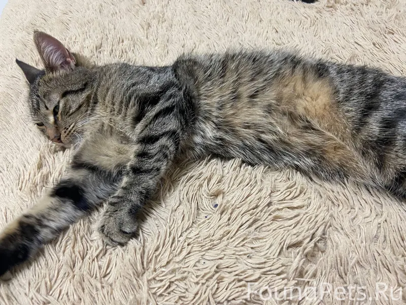 Найден котенок, девочка (на ви...