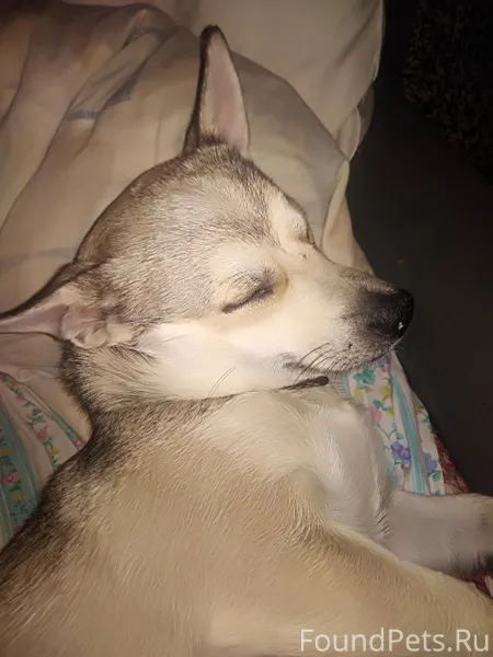 Пожалуйста, помогите найти соб...