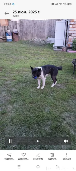 Пропала собака, по кличке Джек...