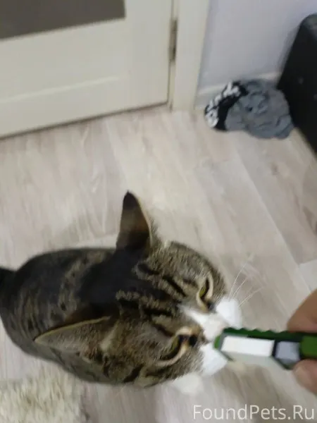 Найдена кошка на Рачкова, прию...