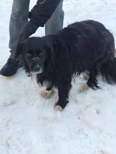 Найдена собака на площади Кали...