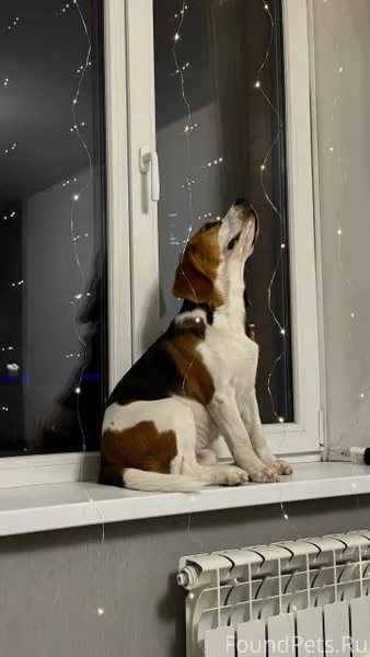 Пропала собака‼️ Порода бигль,...