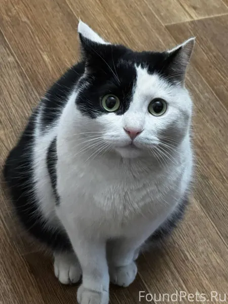 20.02 ПРОПАЛ КОТ в районе...