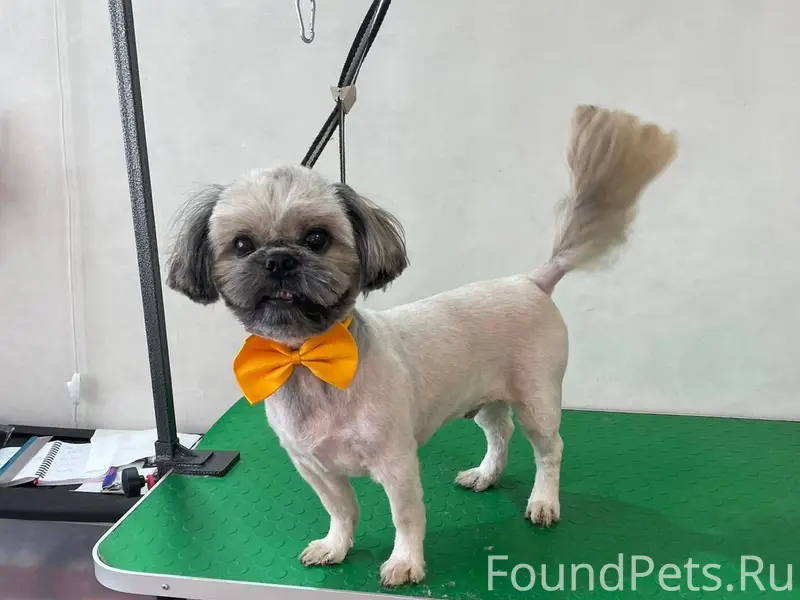 Потерялась собака в Завокзальном районе, откликается...